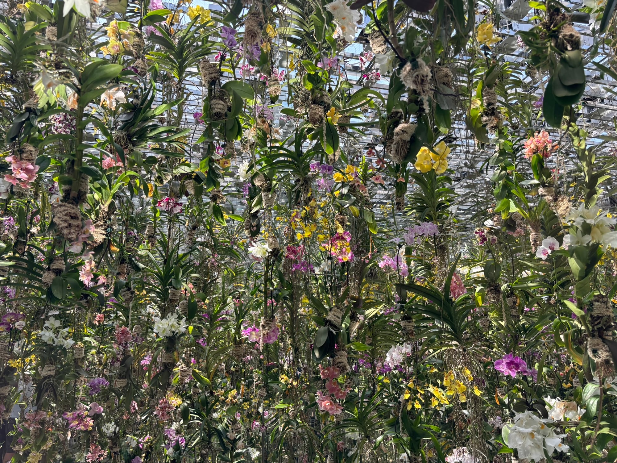 orchid forest